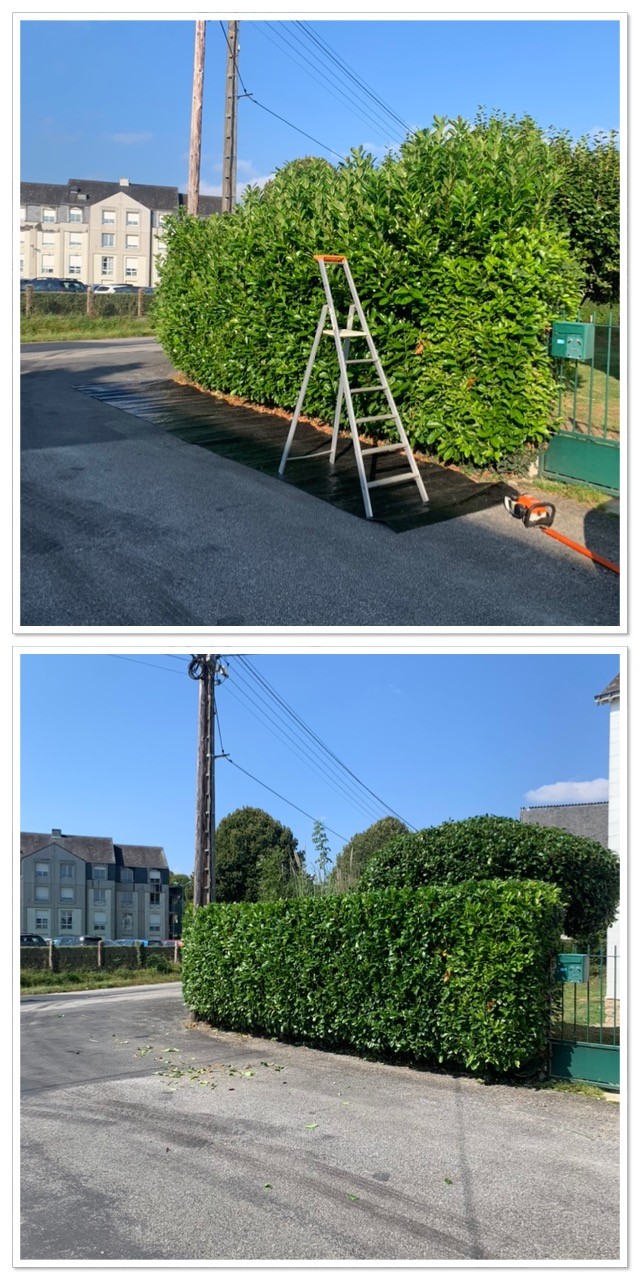 Taille de la haie avant et après