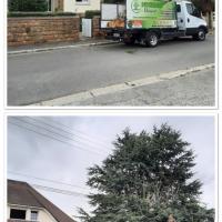 Abattage de sapin avant et après